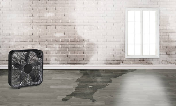 Best Water damage cleanup near me  in Dover Base Housing, DE